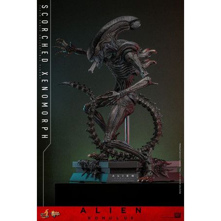 Hot Toys - Alien Romulus - Scorched Xenomorph MMS 1/6
