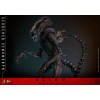 Hot Toys - Alien Romulus - Scorched Xenomorph MMS 1/6