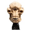 Weta - Der Herr der Ringe - Skull of a Cave Troll - LOTR