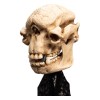 Weta - Der Herr der Ringe - Skull of a Cave Troll - LOTR