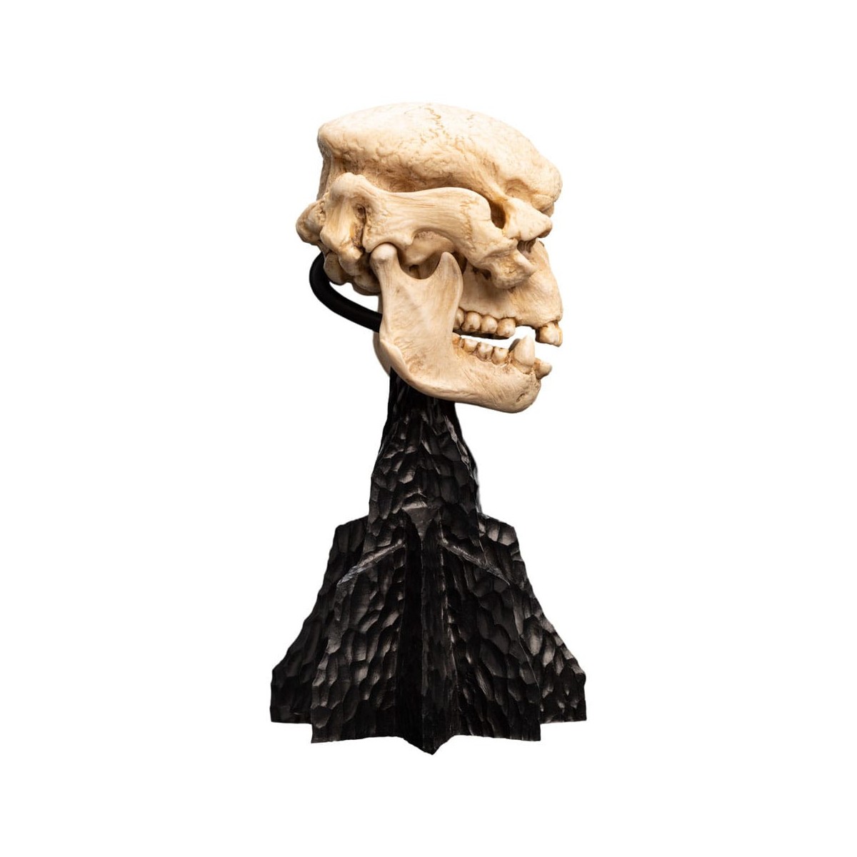 Weta - Der Herr der Ringe - Skull of a Cave Troll - LOTR