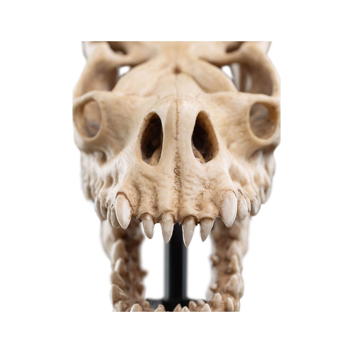 Weta - Der Herr der Ringe - Skull of a Fell Beast - LOTR
