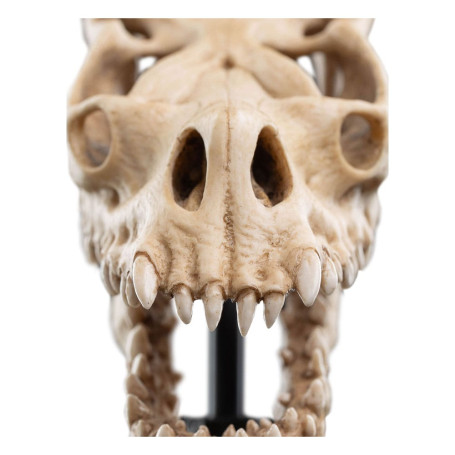 Weta - Der Herr der Ringe - Skull of a Fell Beast - LOTR