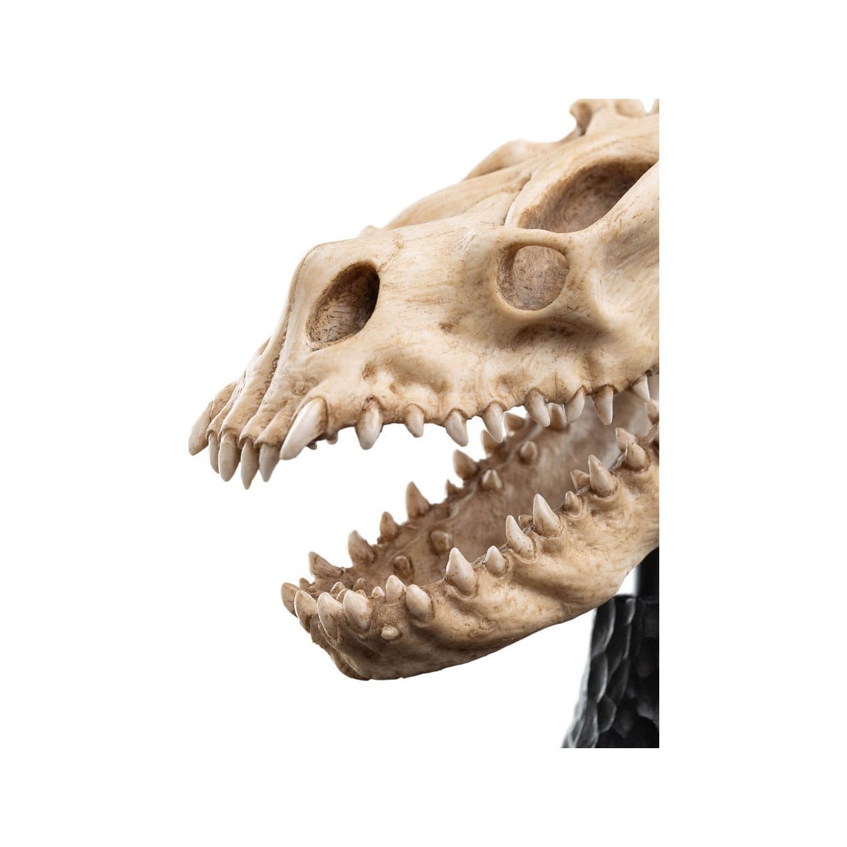 Weta - Der Herr der Ringe - Skull of a Fell Beast - LOTR