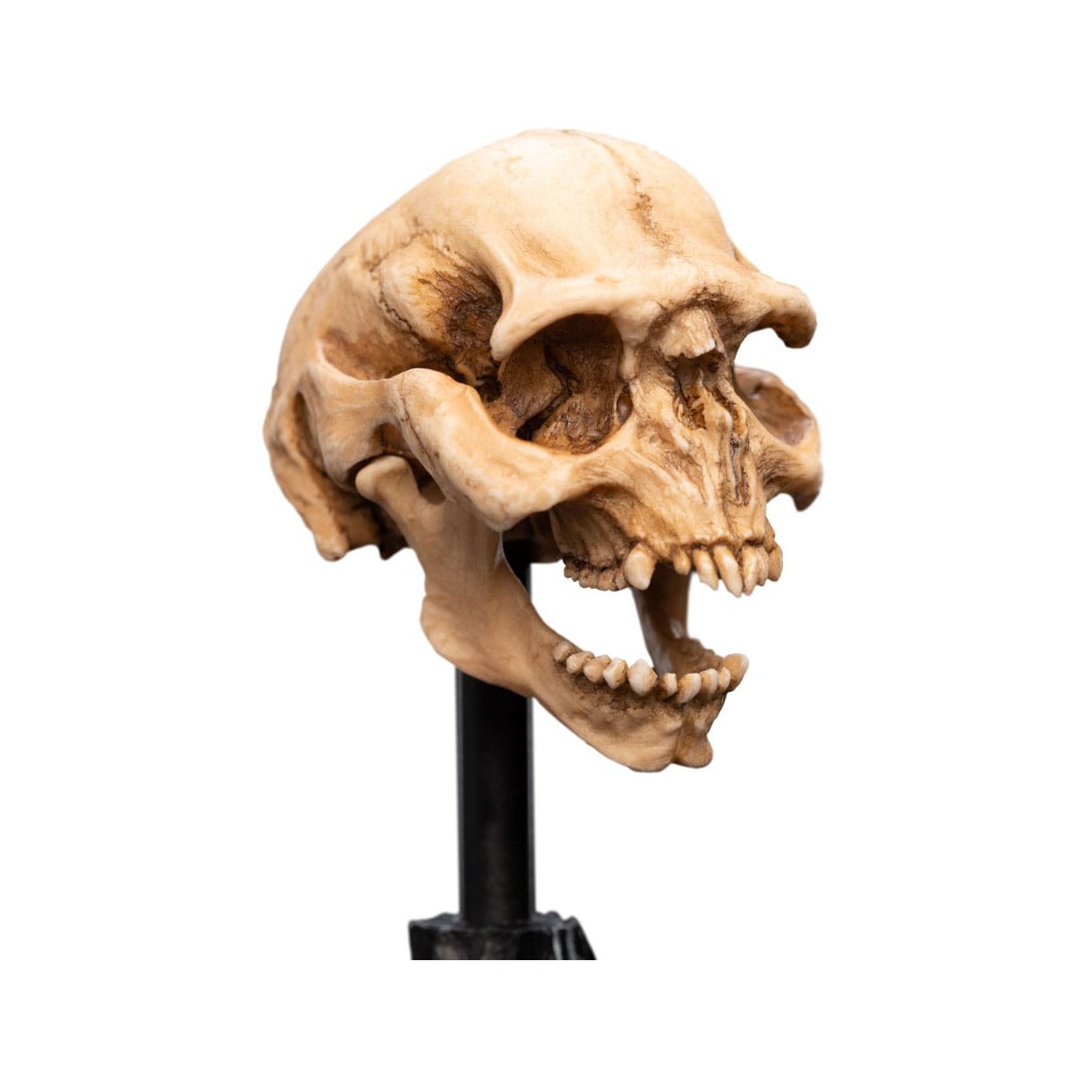 Weta - Der Herr der Ringe - Skull of a Moria Orc - LOTR