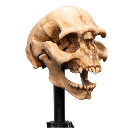 Weta - Der Herr der Ringe - Skull of a Moria Orc - LOTR