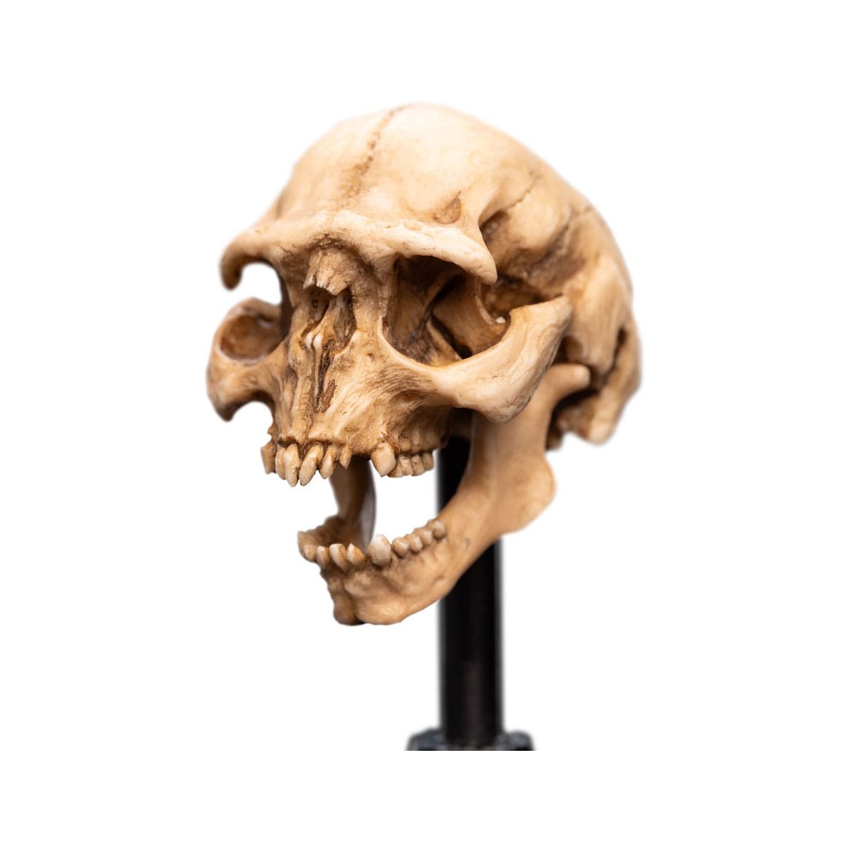 Weta - Der Herr der Ringe - Skull of a Moria Orc - LOTR