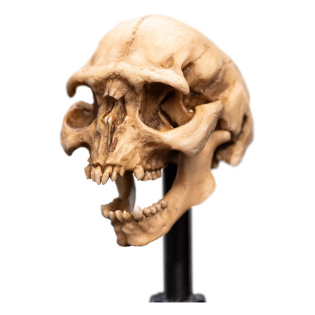 Weta - Der Herr der Ringe - Skull of a Moria Orc - LOTR