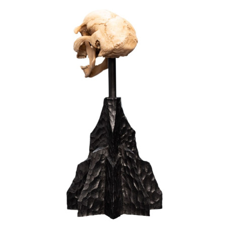 Weta - Der Herr der Ringe - Skull of a Moria Orc - LOTR