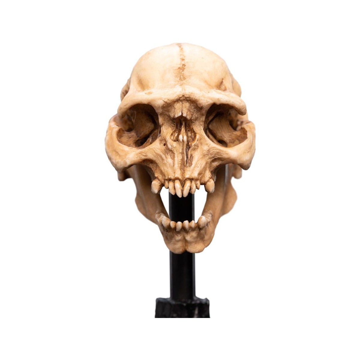Weta - Der Herr der Ringe - Skull of a Moria Orc - LOTR