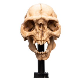 Weta - Der Herr der Ringe - Skull of a Moria Orc - LOTR