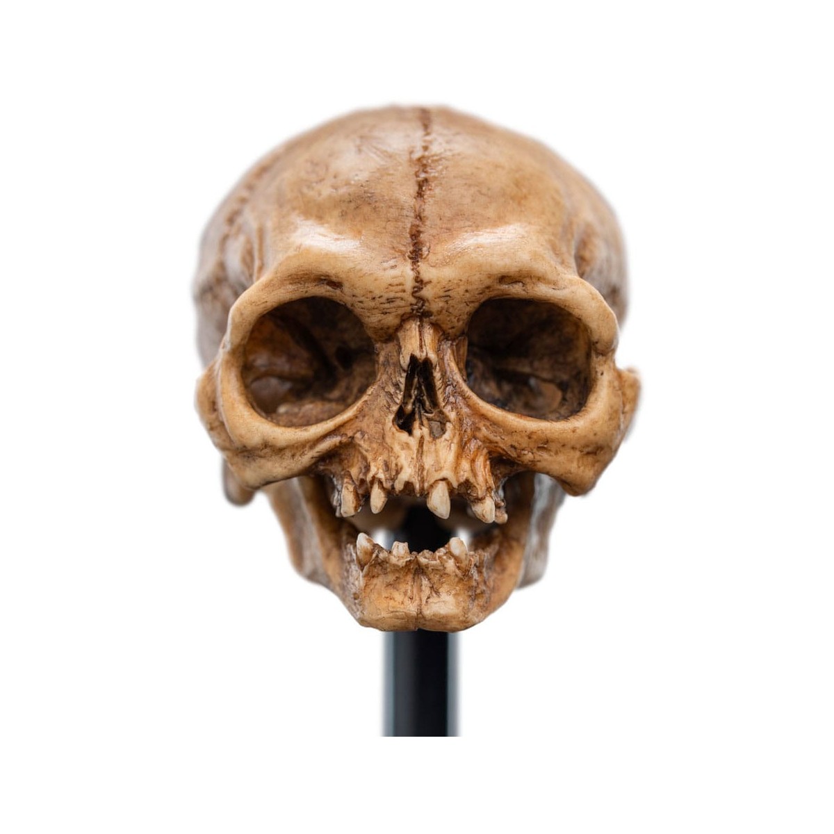 Weta - Der Herr der Ringe - Skull of Gollum - LOTR