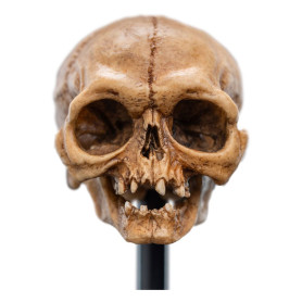 Weta - Der Herr der Ringe - Skull of Gollum - LOTR