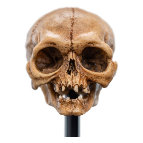 Weta - Der Herr der Ringe - Skull of Gollum - LOTR