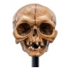 Weta - Der Herr der Ringe - Skull of Gollum - LOTR