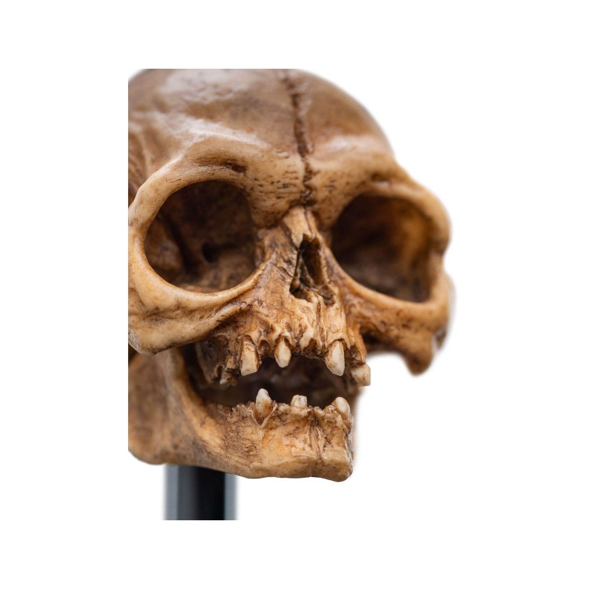 Weta - Der Herr der Ringe - Skull of Gollum - LOTR