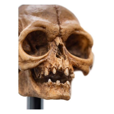 Weta - Der Herr der Ringe - Skull of Gollum - LOTR