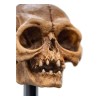 Weta - Der Herr der Ringe - Skull of Gollum - LOTR