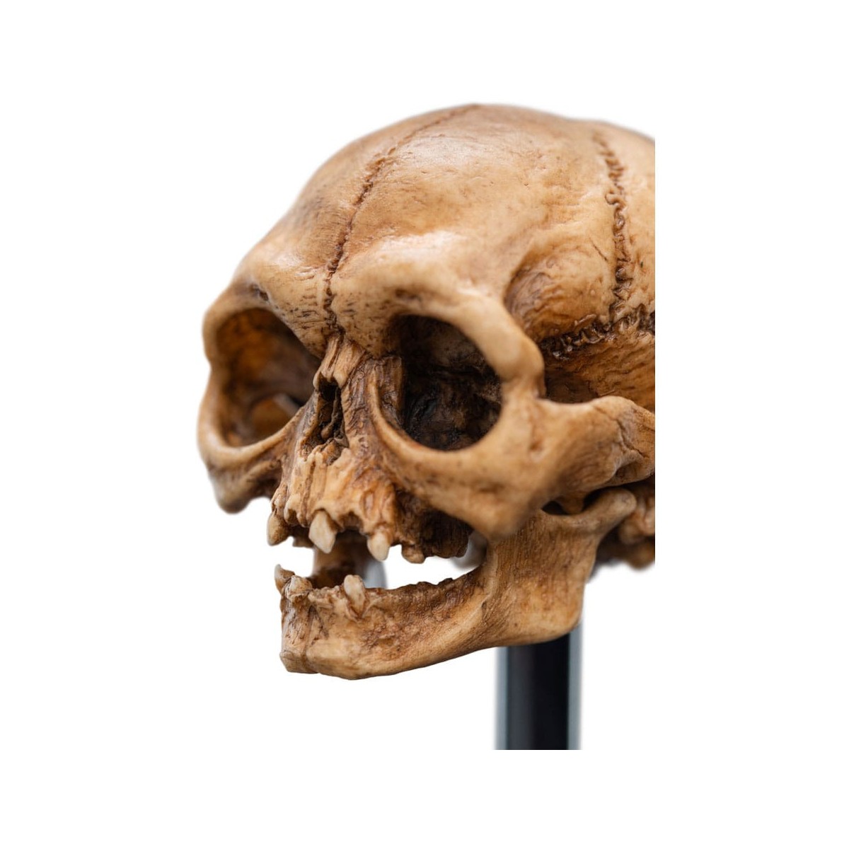 Weta - Der Herr der Ringe - Skull of Gollum - LOTR