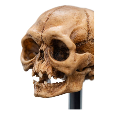 Weta - Der Herr der Ringe - Skull of Gollum - LOTR