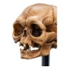 Weta - Der Herr der Ringe - Skull of Gollum - LOTR