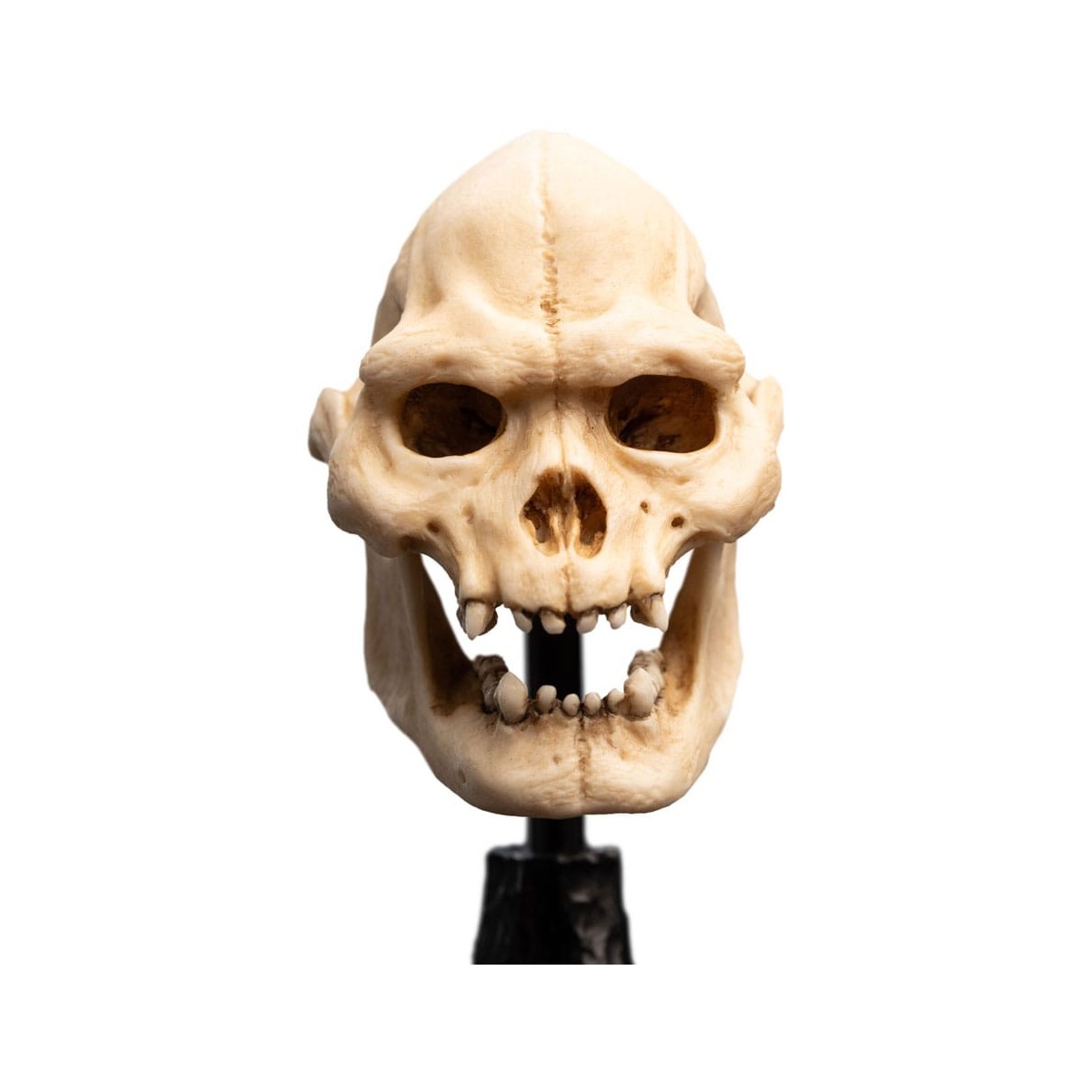 Weta - Der Herr der Ringe - Skull of Lurtz - LOTR