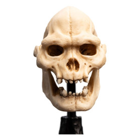 Weta - Der Herr der Ringe - Skull of Lurtz - LOTR