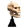 Weta - Der Herr der Ringe - Skull of Lurtz - LOTR