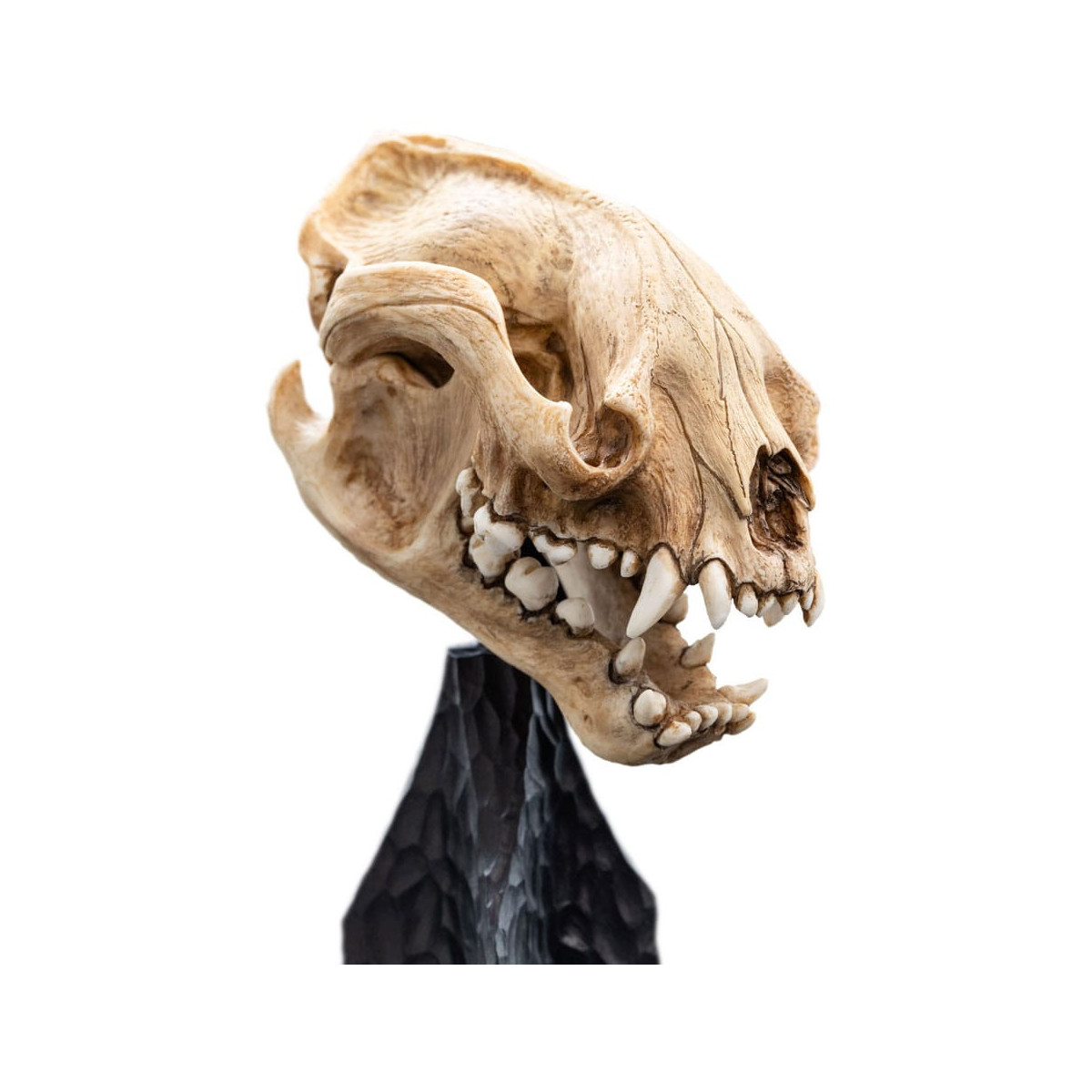 Weta - Der Herr der Ringe - Schädel des Warg - LOTR