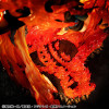 Megahouse One Piece Portrait Of Pirates - P.O.P. NEO-MAXIMUM Portgas D. Ace 15th Anniversary Super Limited Reprint Ver.