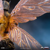 Iron Studios - Buzz-Off Art Scale 1/10 - Masters of the Universe - Die Meister des Universums