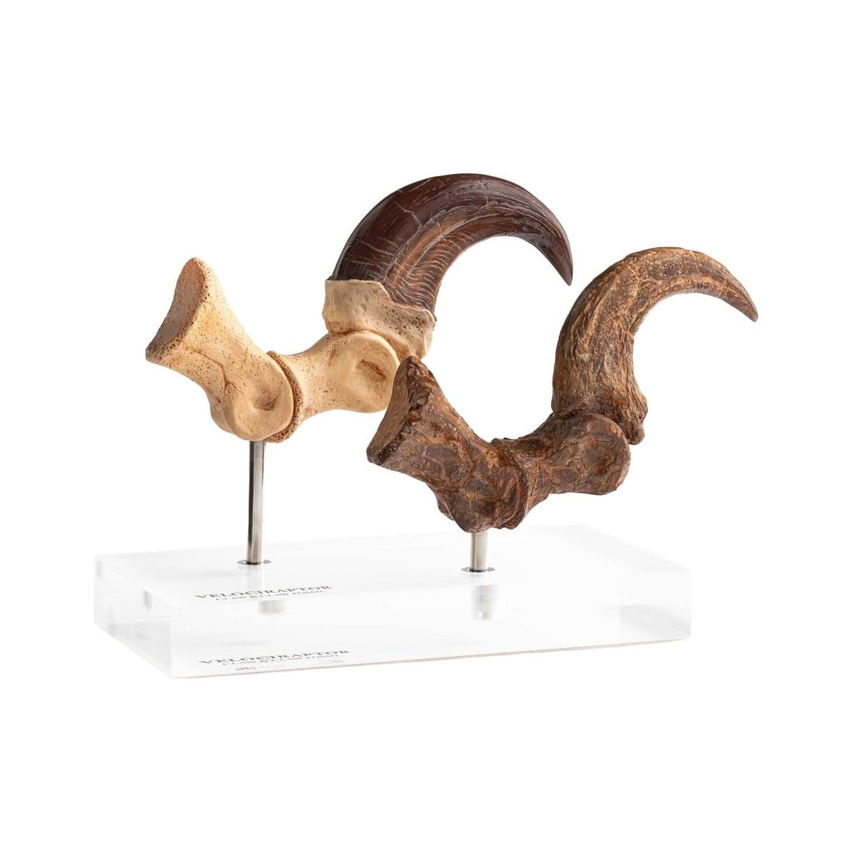 Toynami ECC Elite Creature Collectibles - Velociraptor Fußkralle und Fossilkralle Set - - Jurassic Park
