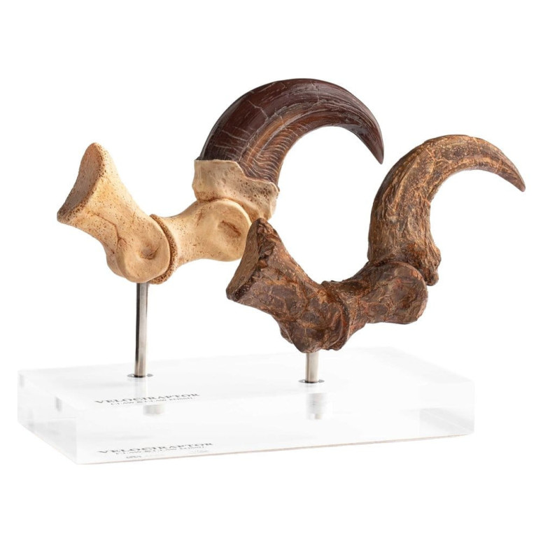 Toynami ECC Elite Creature Collectibles - Velociraptor Fußkralle und Fossilkralle Set - - Jurassic Park