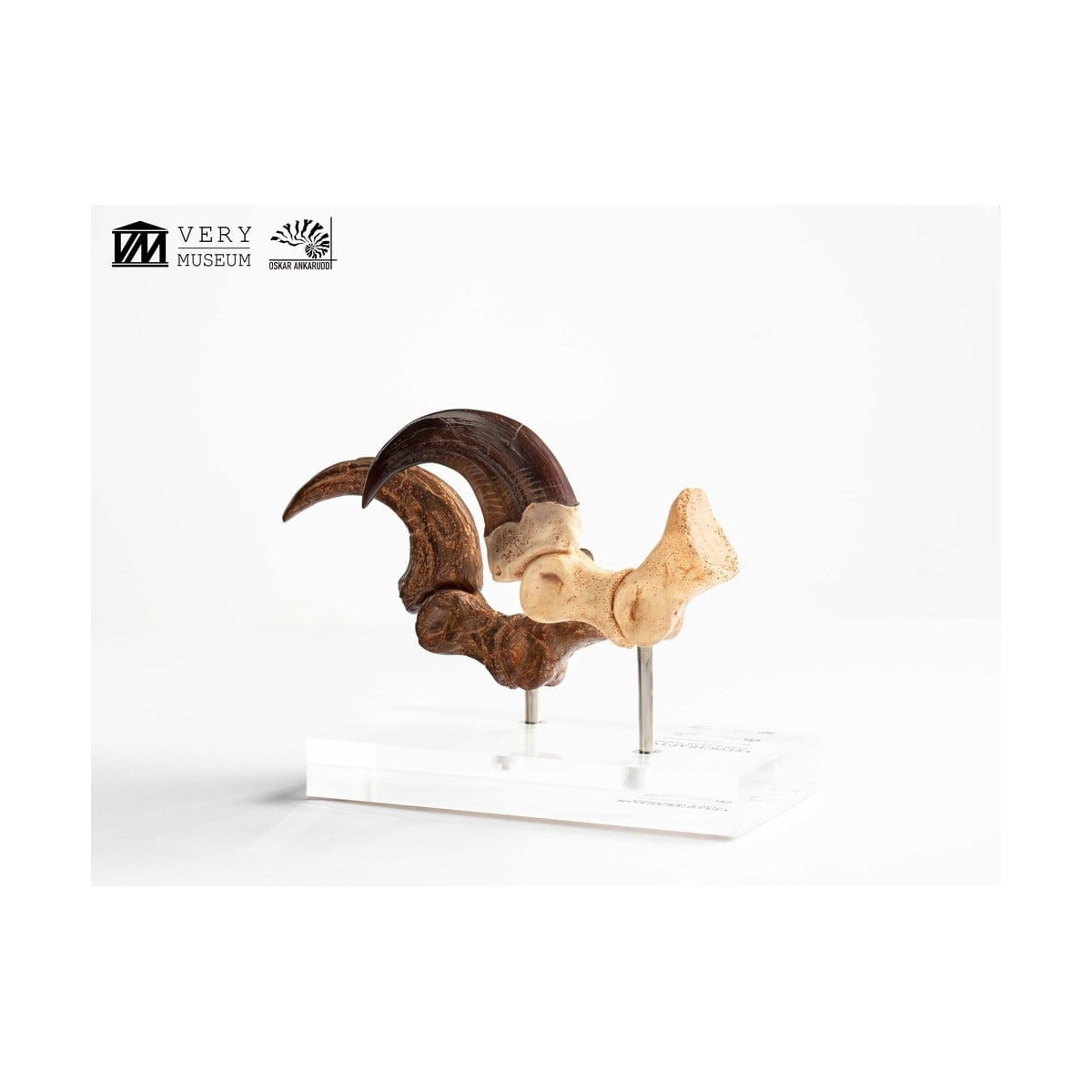 Toynami ECC Elite Creature Collectibles - Velociraptor Fußkralle und Fossilkralle Set - - Jurassic Park