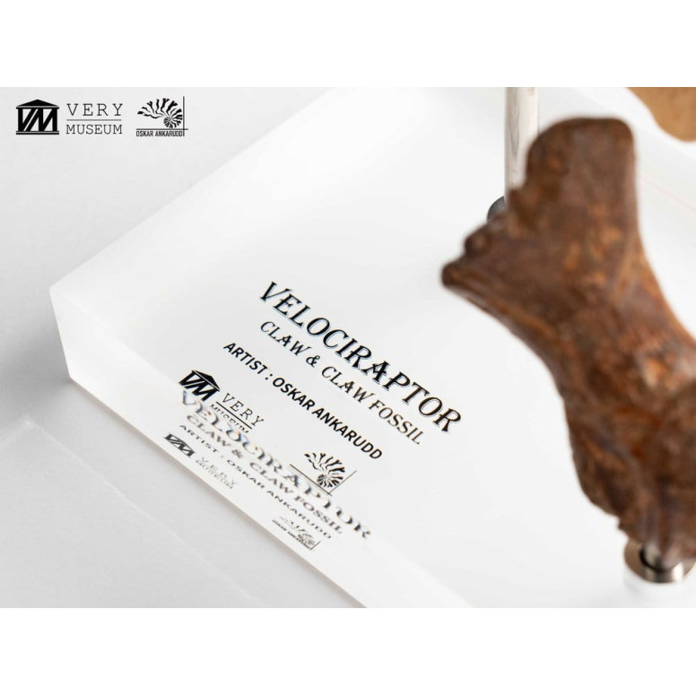 Toynami ECC Elite Creature Collectibles - Velociraptor Fußkralle und Fossilkralle Set - - Jurassic Park