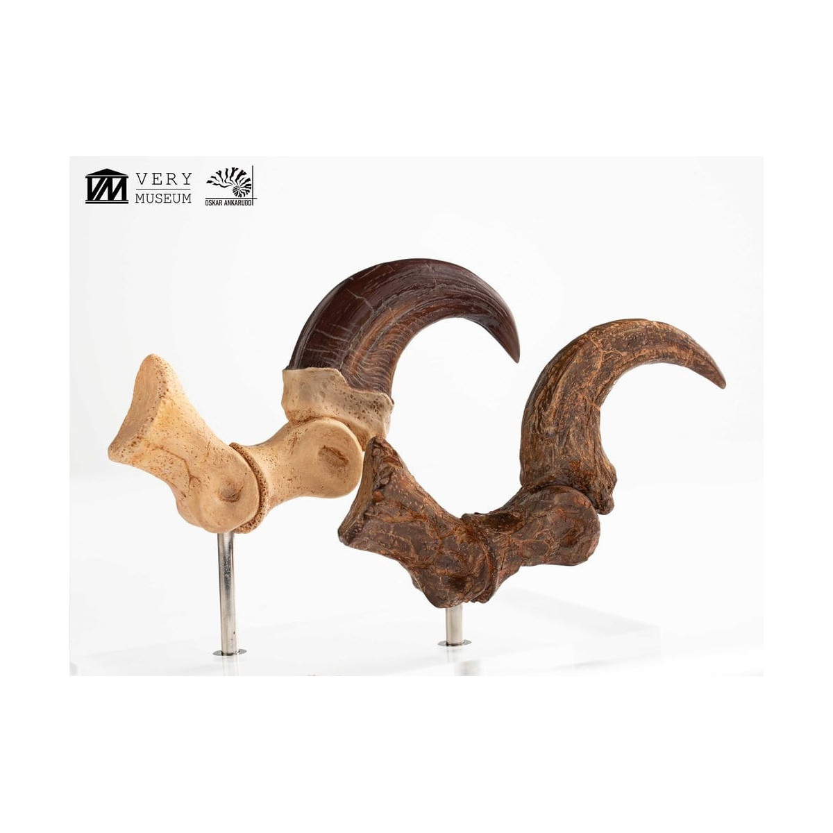 Toynami ECC Elite Creature Collectibles - Velociraptor Fußkralle und Fossilkralle Set - - Jurassic Park