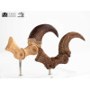 Toynami ECC Elite Creature Collectibles - Velociraptor Fußkralle und Fossilkralle Set - - Jurassic Park
