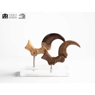 Toynami ECC Elite Creature Collectibles - Velociraptor Fußkralle und Fossilkralle Set - - Jurassic Park