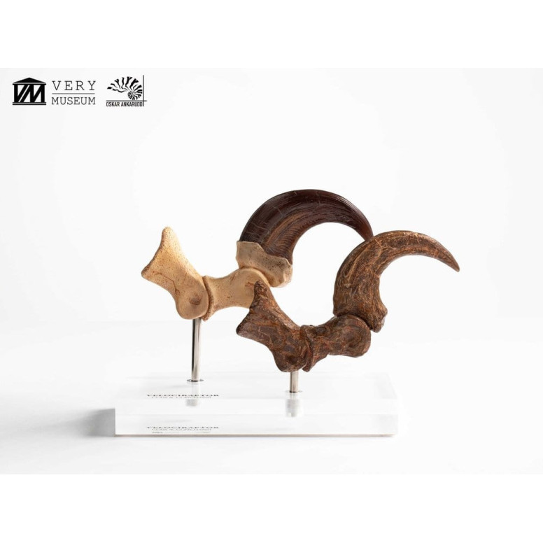 Toynami ECC Elite Creature Collectibles - Velociraptor Fußkralle und Fossilkralle Set - - Jurassic Park