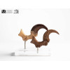 Toynami ECC Elite Creature Collectibles - Velociraptor Fußkralle und Fossilkralle Set - - Jurassic Park