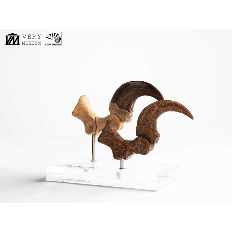 Toynami ECC Elite Creature Collectibles - Velociraptor Fußkralle und Fossilkralle Set - - Jurassic Park