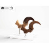 Toynami ECC Elite Creature Collectibles - Velociraptor Fußkralle und Fossilkralle Set - - Jurassic Park