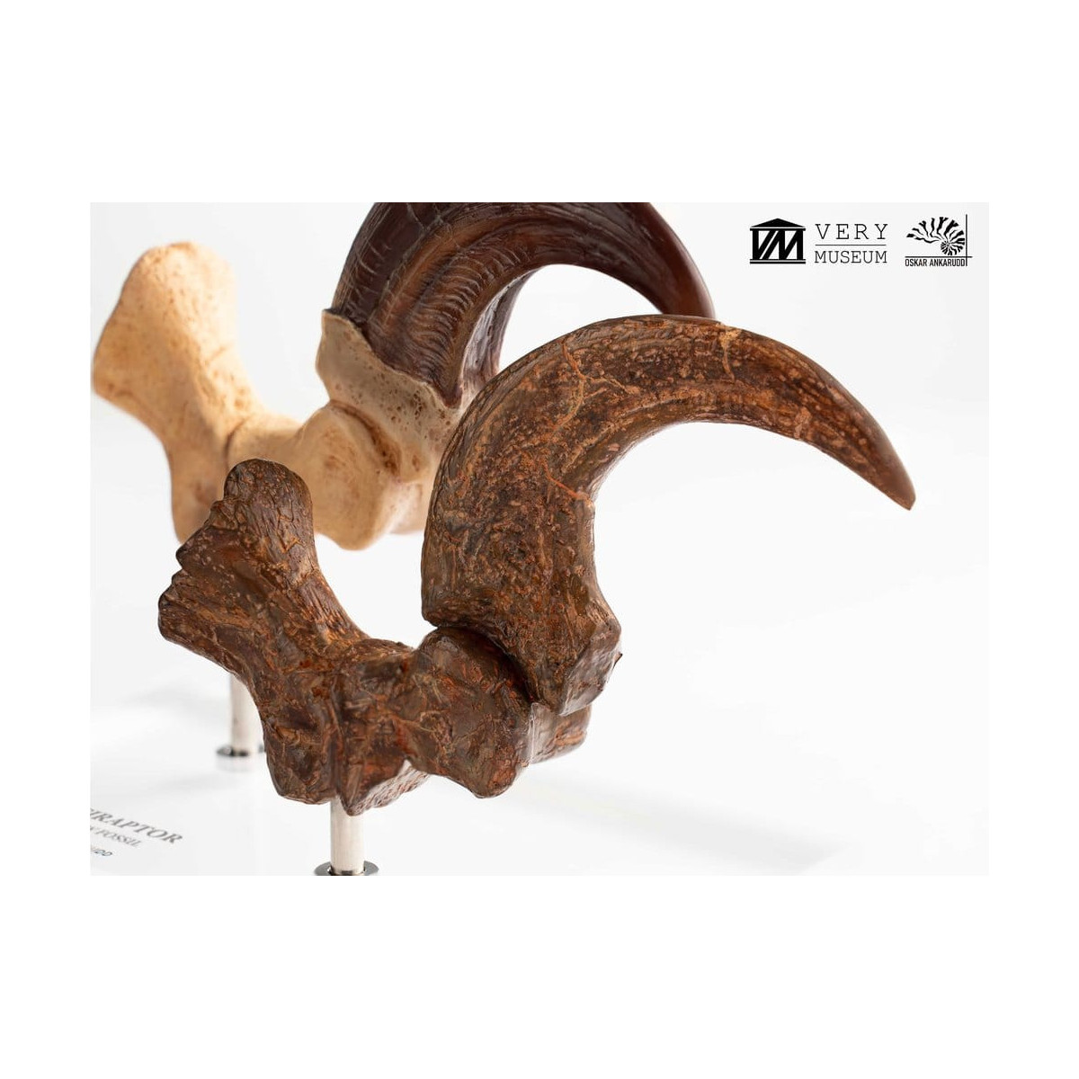 Toynami ECC Elite Creature Collectibles - Velociraptor Fußkralle und Fossilkralle Set - - Jurassic Park