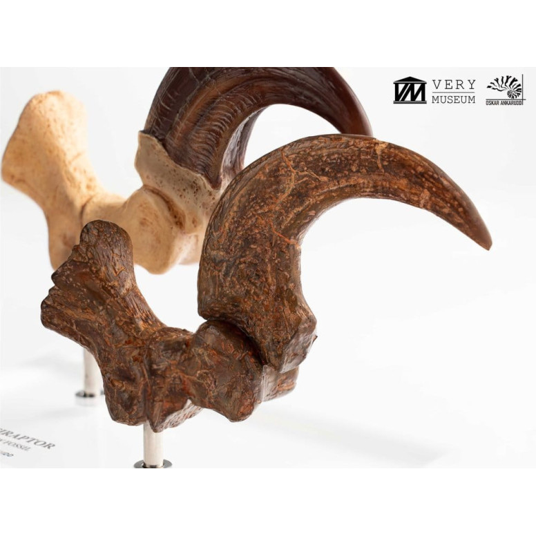 Toynami ECC Elite Creature Collectibles - Velociraptor Fußkralle und Fossilkralle Set - - Jurassic Park