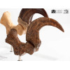 Toynami ECC Elite Creature Collectibles - Velociraptor Fußkralle und Fossilkralle Set - - Jurassic Park