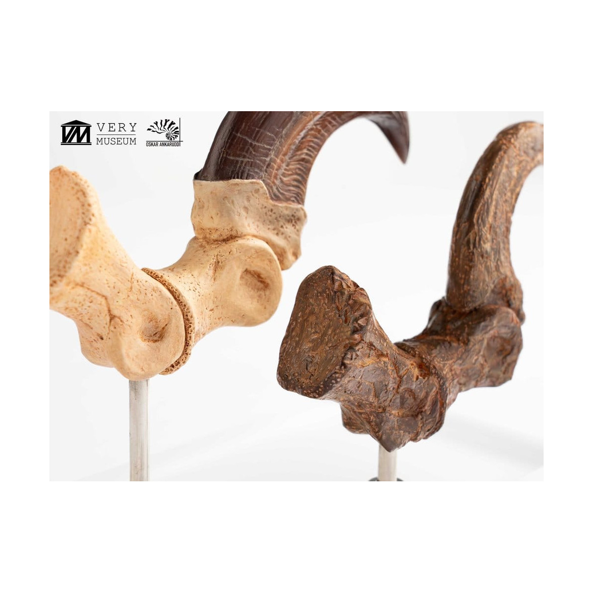 Toynami ECC Elite Creature Collectibles - Velociraptor Fußkralle und Fossilkralle Set - - Jurassic Park