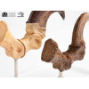 Toynami ECC Elite Creature Collectibles - Velociraptor Fußkralle und Fossilkralle Set - - Jurassic Park