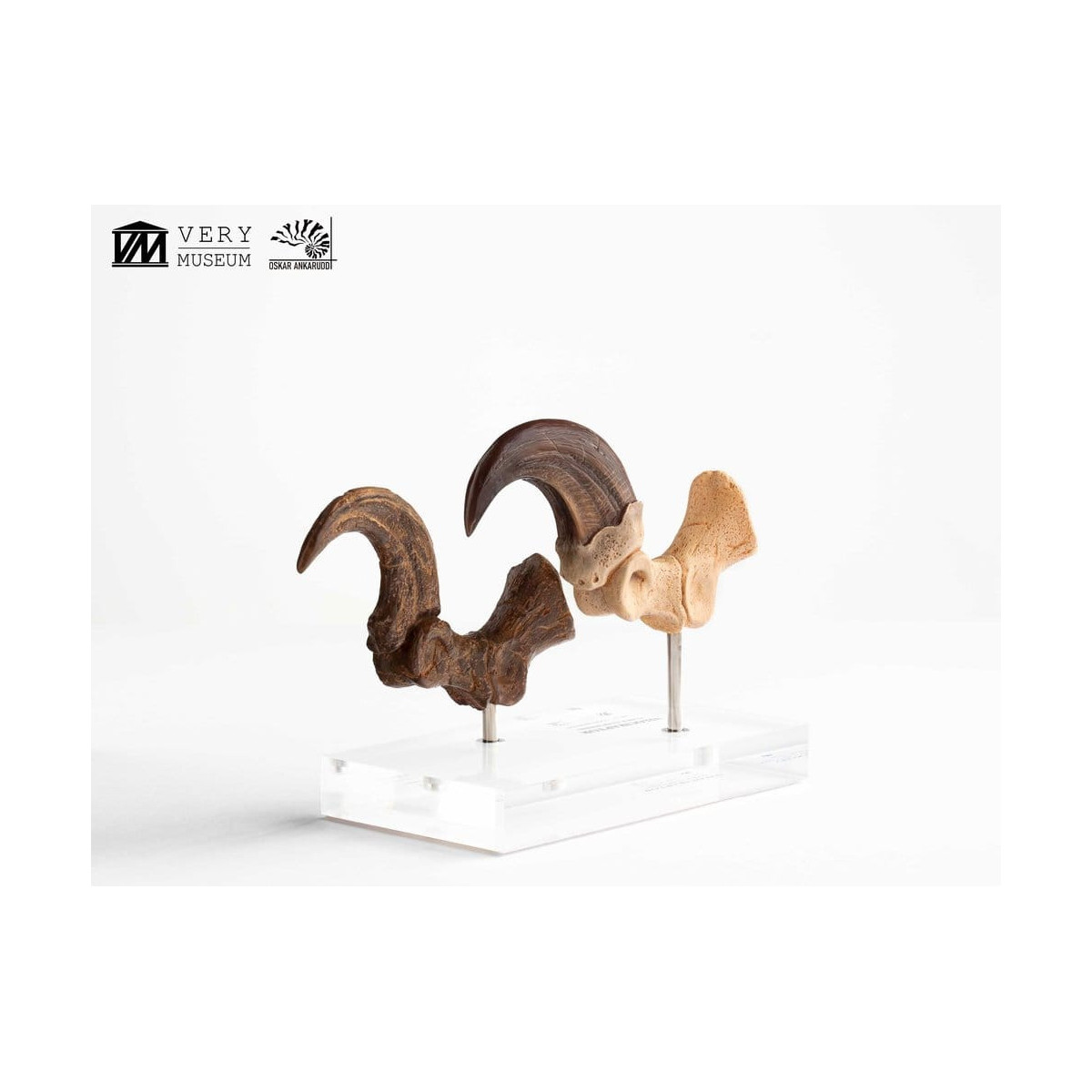 Toynami ECC Elite Creature Collectibles - Velociraptor Fußkralle und Fossilkralle Set - - Jurassic Park