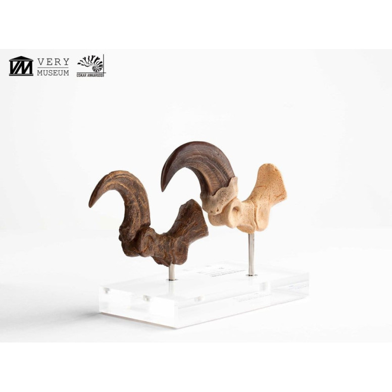 Toynami ECC Elite Creature Collectibles - Velociraptor Fußkralle und Fossilkralle Set - - Jurassic Park
