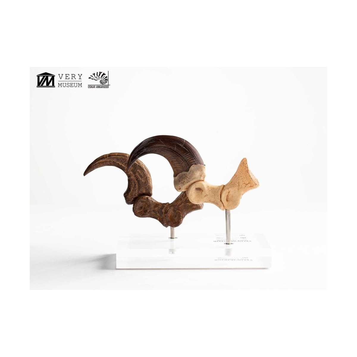 Toynami ECC Elite Creature Collectibles - Velociraptor Fußkralle und Fossilkralle Set - - Jurassic Park